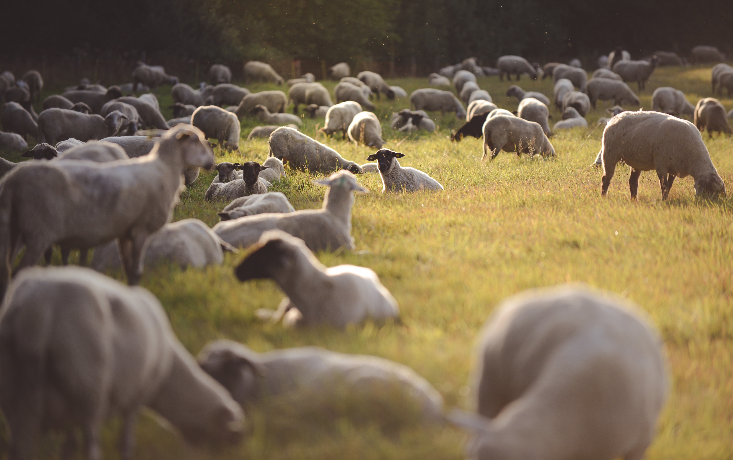 L'élevage ovin, quels modes de production ?