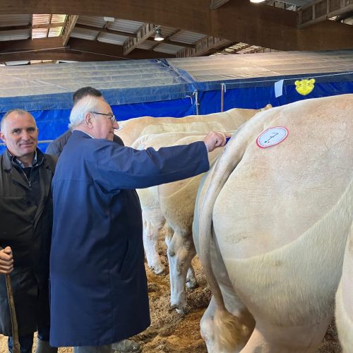 GRG Maison des Viandes au Grand Prix du bœuf : notre équipe, membre du jury des meilleures Charolaise