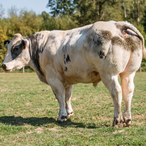 Une production bovine en mutation : quelles nouvelles opportunités pour les professionnels ?