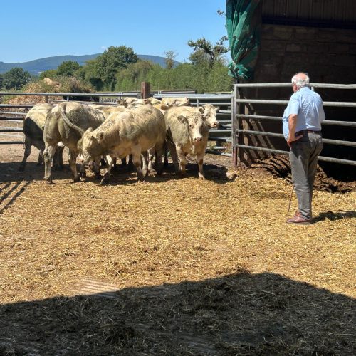 Zoom produit : la Blonde d’Aquitaine, star de nos étals