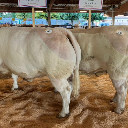 La Blonde d’Aquitaine pour les fêtes de fin d’année : tradition, terroir et excellence