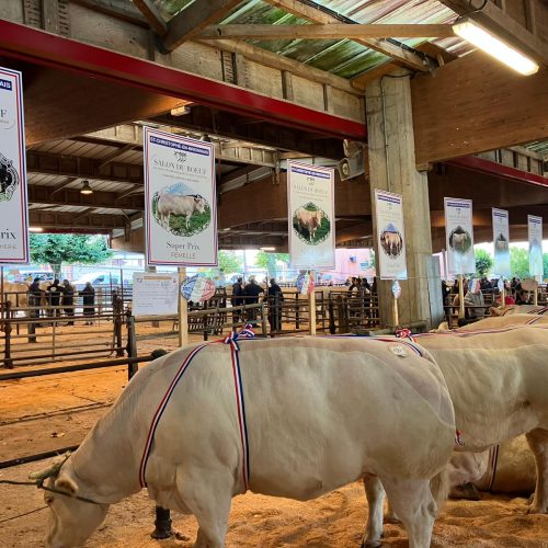Retour sur le Salon du bœuf de Saint-Christophe-en-Brionnais – Édition 2025