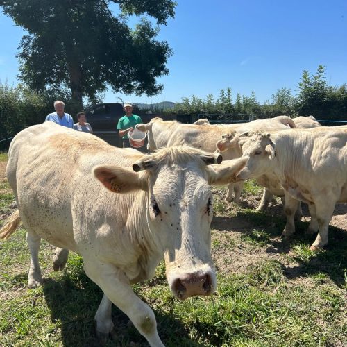 Des élevages responsables pour une viande d’hiver éthique et savoureuse