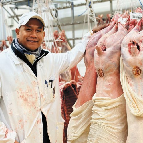 L’agneau Beltex de Grande-Bretagne, l’excellence sous le sceau de la Couronne