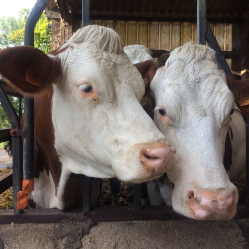 Élevage & passion : rencontre avec la Ferme des Vernes