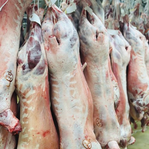 L’agneau pascal : un produit stratégique pour les professionnels de la viande