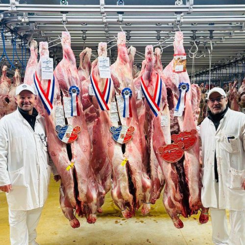 À la foire de Saint-Robert, l’excellence de l’élevage limousin mise à l’honneur
