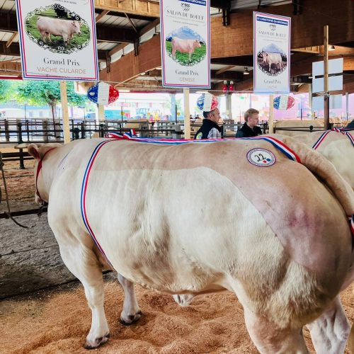 Salon du Bœuf de Saint-Christophe : la race Charolaise à l’honneur